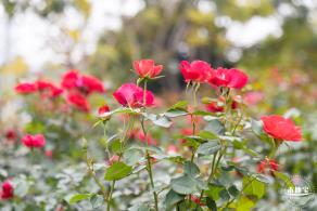 光明月季花海