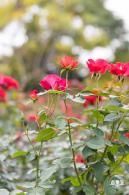 光明月季花海