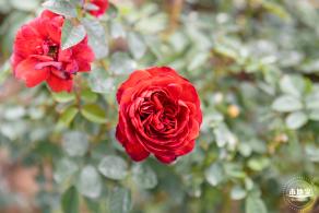 光明月季花海