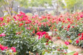 光明月季花海