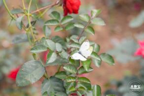 光明月季花海