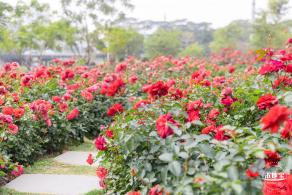 光明月季花海