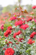光明月季花海