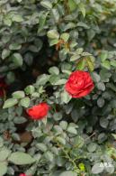光明月季花海