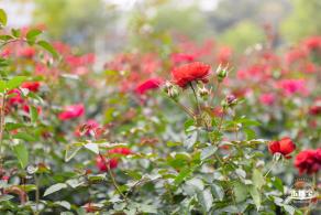 光明月季花海