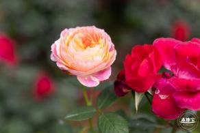 光明月季花海