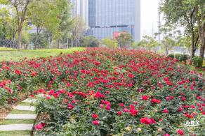 光明月季花海