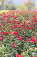 光明月季花海