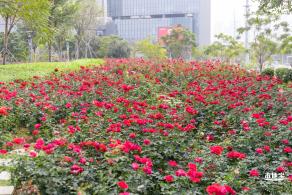 光明月季花海