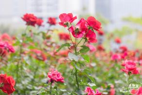 光明月季花海