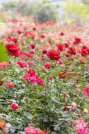 光明月季花海