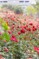 光明月季花海