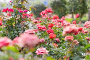 光明月季花海