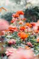 光明月季花海