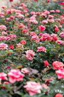 光明月季花海