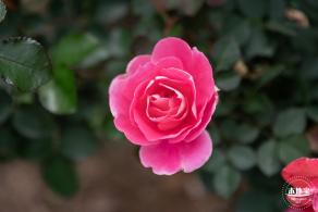 光明月季花海