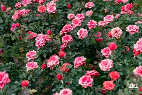 光明月季花海