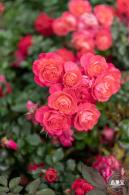 光明月季花海