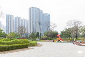 光明月季花海