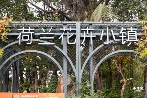 荷兰花卉小镇郁金香