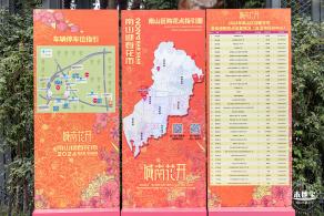 荷兰花卉小镇郁金香