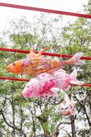 荷兰花卉小镇郁金香