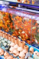 荷兰花卉小镇郁金香