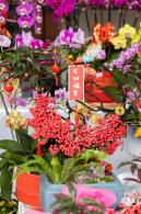 荷兰花卉小镇郁金香