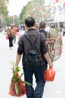 荷兰花卉小镇郁金香