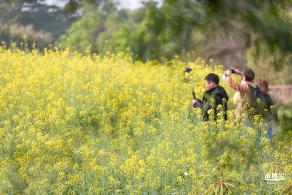 观澜油菜花海