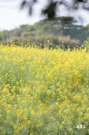 观澜油菜花海