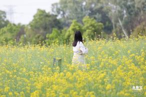 观澜油菜花海
