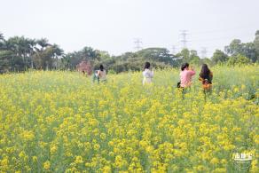 观澜油菜花海