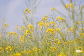 观澜油菜花海