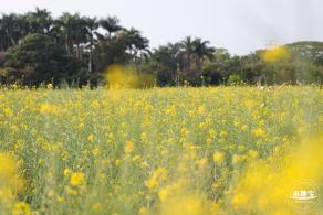 观澜油菜花海