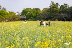 观澜油菜花海