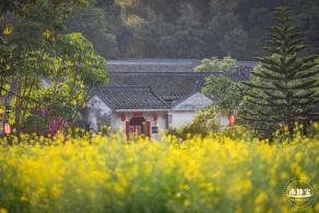 观澜油菜花海