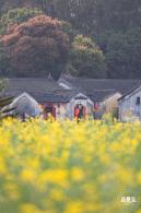 观澜油菜花海