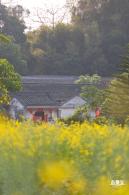 观澜油菜花海