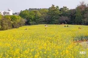 观澜油菜花海