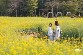观澜油菜花海