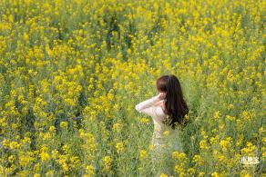 观澜油菜花海