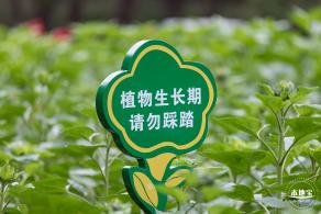 市民中心向日葵