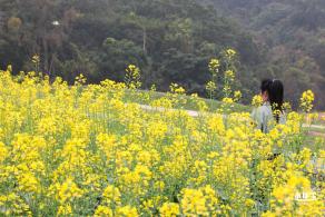 华大万物-油菜花