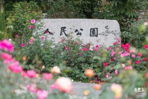 2024深圳月季赏