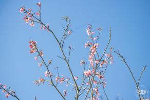 小三洲樱花