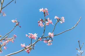 小三洲樱花
