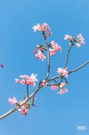 小三洲樱花