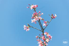 小三洲樱花
