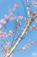 小三洲樱花